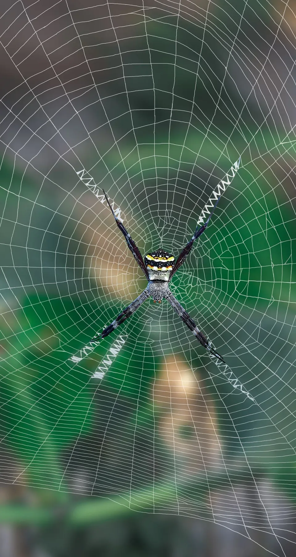 Argiope Spider — Pest Control