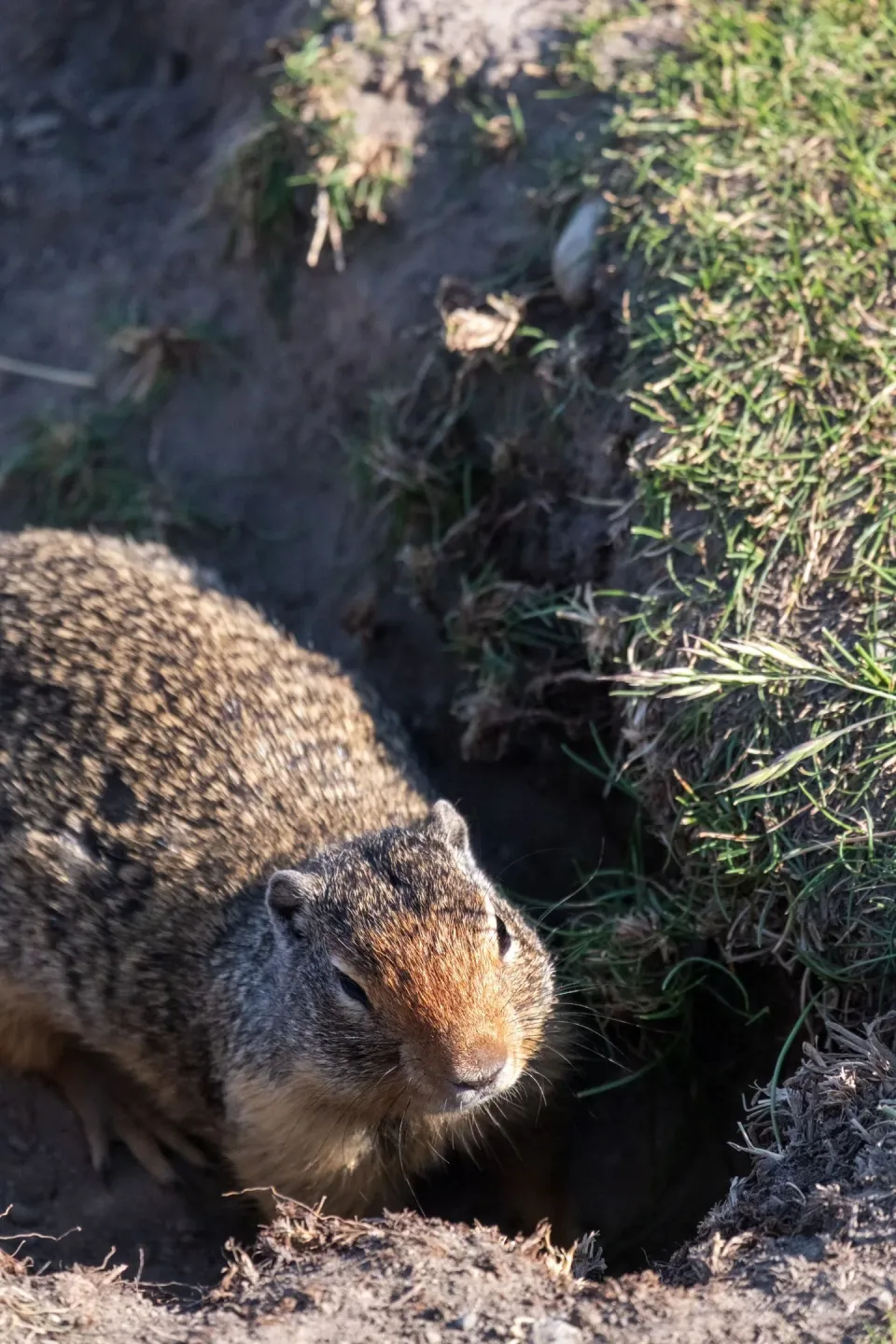Ground Squirrel — Pest Control Ground Squirrel — Pest Control