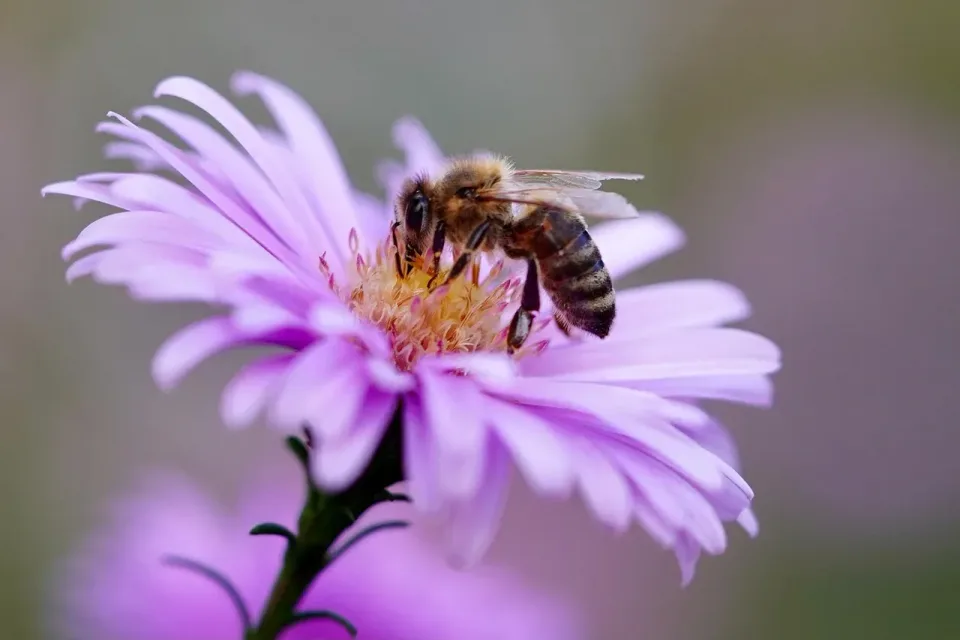 Honey Bee — Nature
