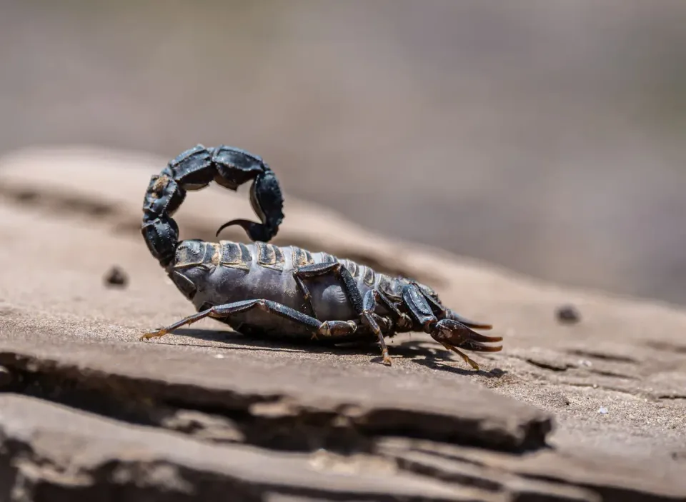 Scorpion — Pest Control